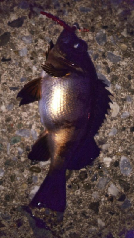 メバルプラッギング！