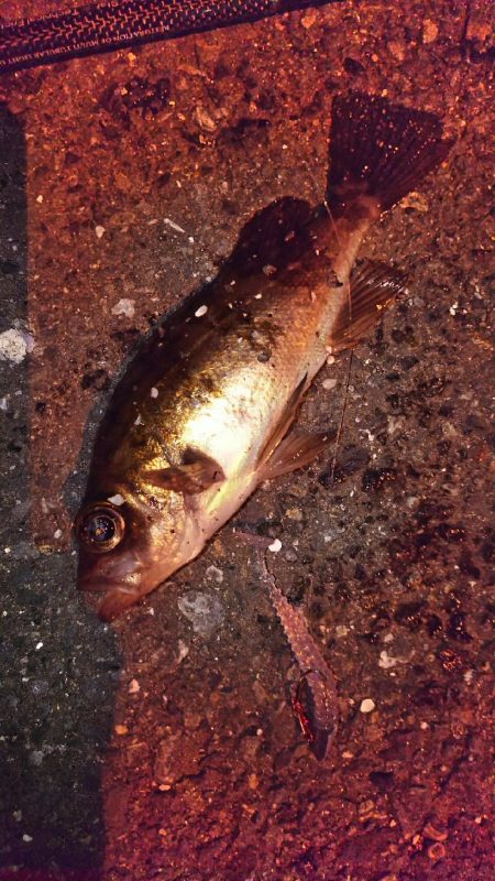 爆風メバリング