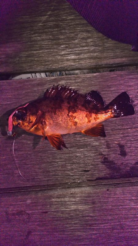 連敗ストップ((o(￣ー￣)o))