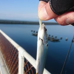 メバリングに来ましたが・・・