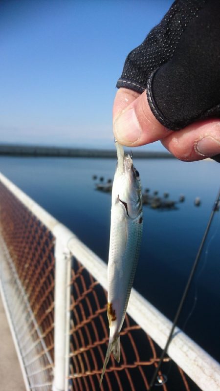 メバリングに来ましたが・・・