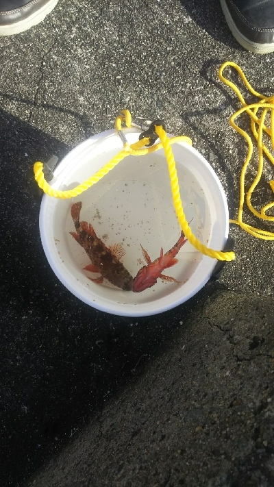 釣大会に参加しました