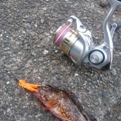 カサゴ ワームゲーム