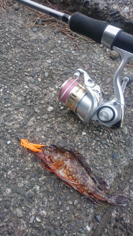 カサゴ ワームゲーム