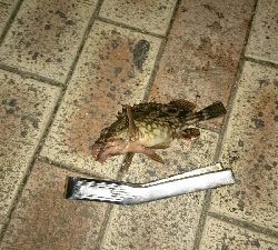 南港しか選択なかったんで、場所は舞洲付近です