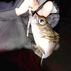 ラインセレクト