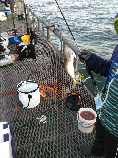 釣り日和