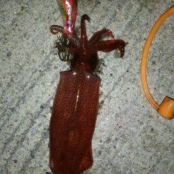 ケンサキイカ　エギング　兵庫県（瀬戸内海）の開幕時期・シーズン①