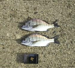 新年初エビ撒き釣り