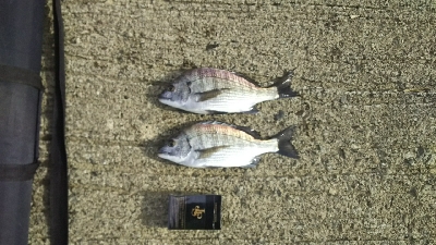 新年初エビ撒き釣り