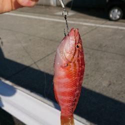 釣り部 釣行記 10