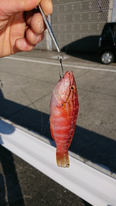 釣り部 釣行記 10