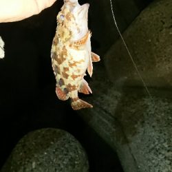 釣り部 釣行記 12