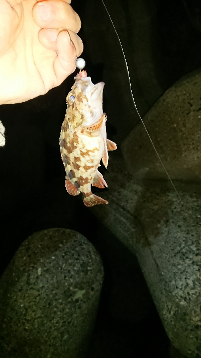 釣り部 釣行記 12