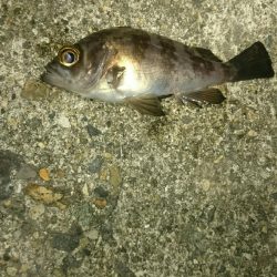 渋くなってきた