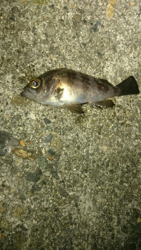 渋くなってきた