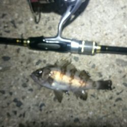 激渋メバリング