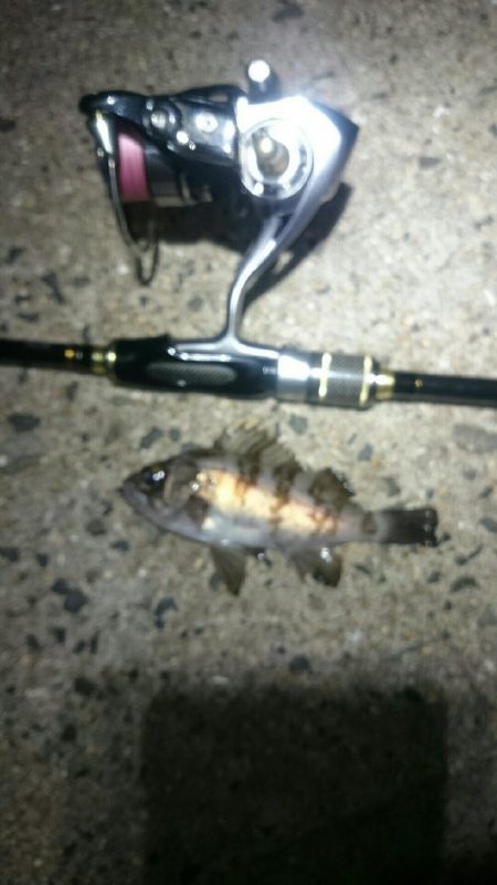 激渋メバリング