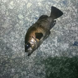 渋々メバリング