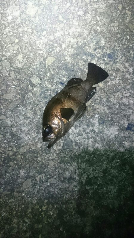 渋々メバリング