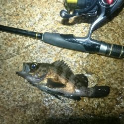 渋い状況でした。