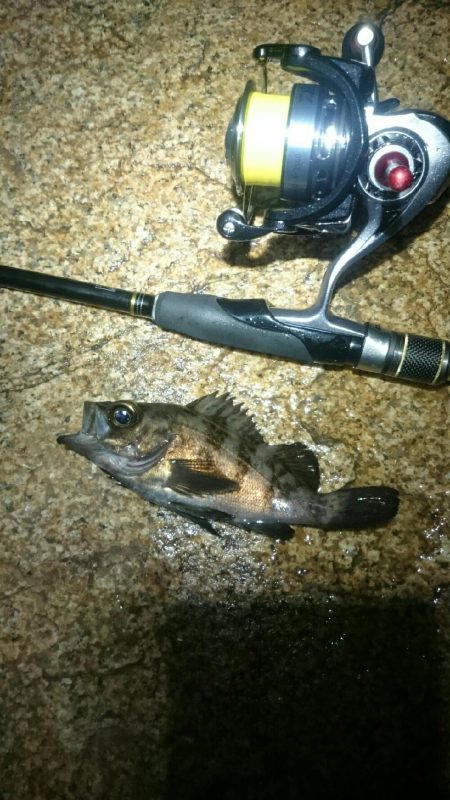 渋い状況でした。