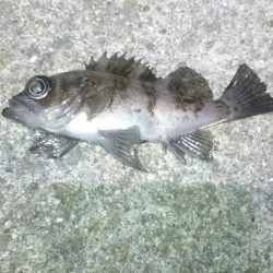 極寒メバリング