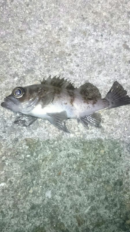 極寒メバリング