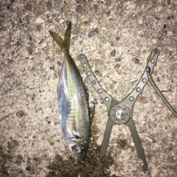 ファミリーフィッシングにでかけよう！　兵庫（神戸）春　オススメ釣り情報　サビキ2017まとめ！