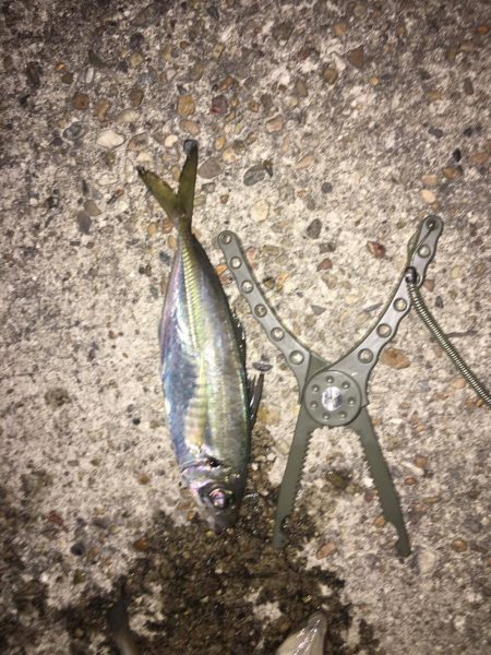 ファミリーフィッシングにでかけよう！　兵庫（神戸）春　オススメ釣り情報　サビキ2017まとめ！