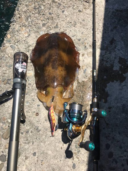 エギング アオリイカ 大阪　夏の時期 2017エギング夏の投稿まとめ！①