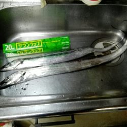 シーバスと太刀魚