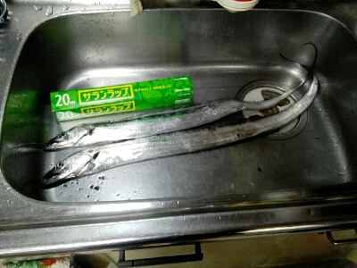 シーバスと太刀魚