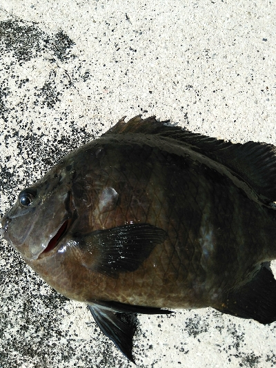 シマスズメダイ