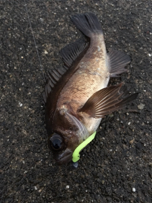 大晦日メバリング