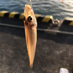 年末越冬キス釣り