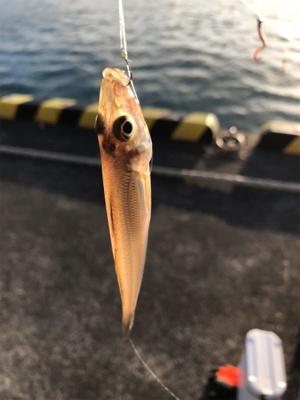 年末越冬キス釣り