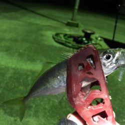 釣り納めアジング