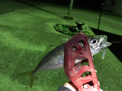 釣り納めアジング