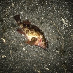 今年の運だめし