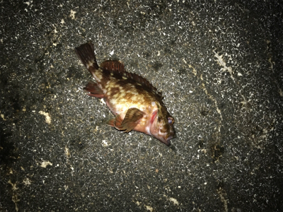 今年の運だめし