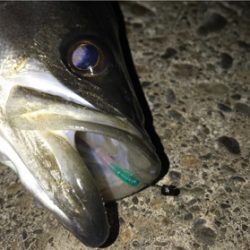 新年初釣行はゲストから…