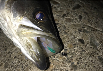 新年初釣行はゲストから…