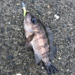 元旦からメバリングアジング