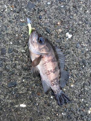 元旦からメバリングアジング