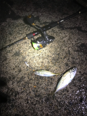 釣り始め極寒アジング