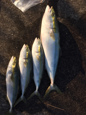 息子達の初青物