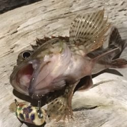 今年はガシラでスタート