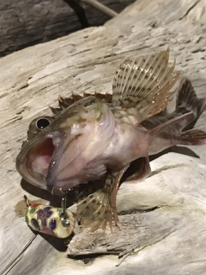 今年はガシラでスタート