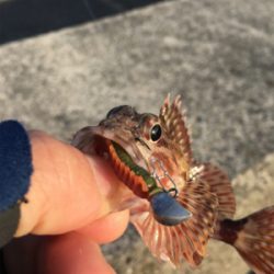 水軒テトラで安定感のガッシー